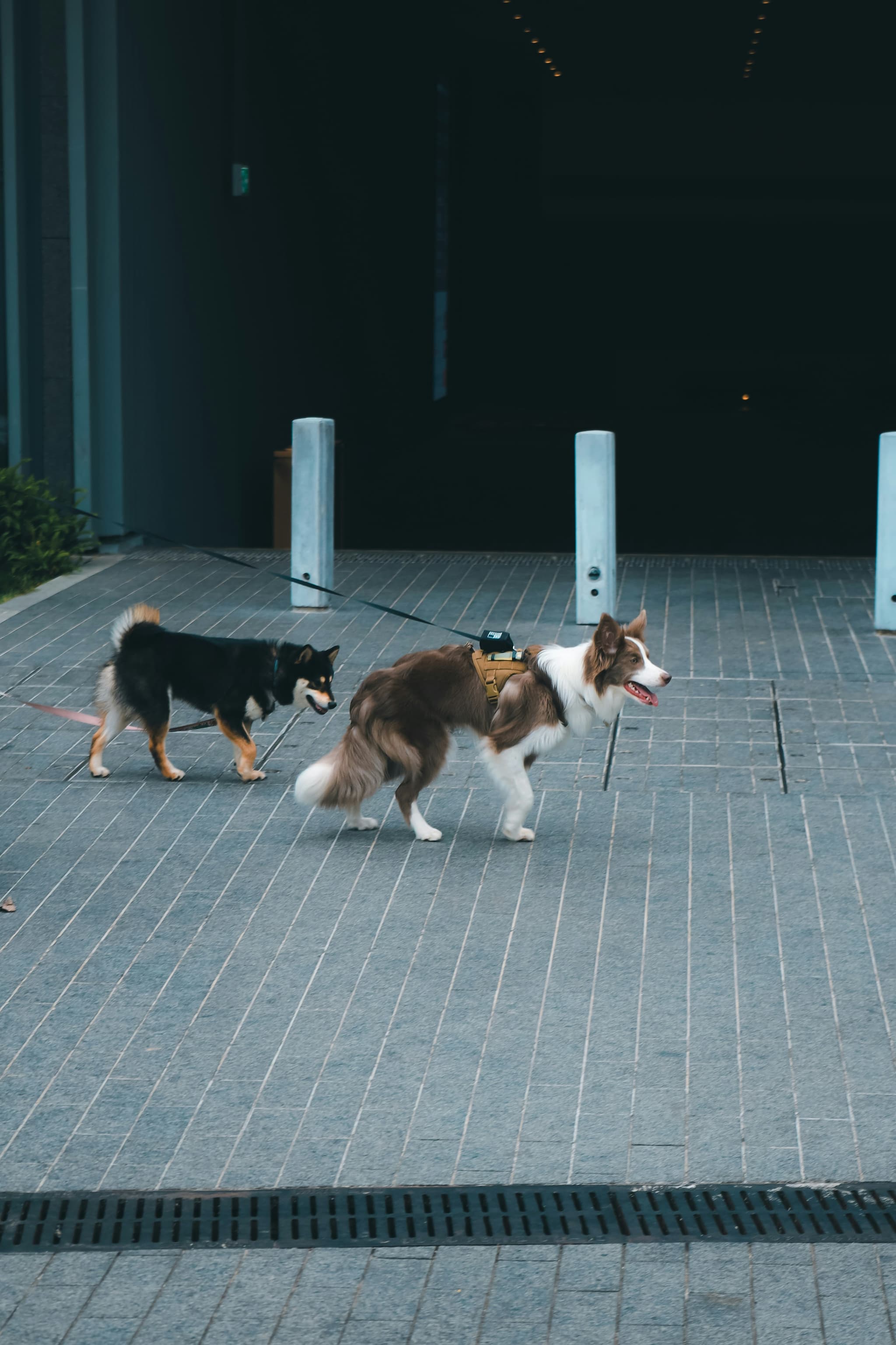 Building Community: Events & Socialization at Indoor Dog Parks