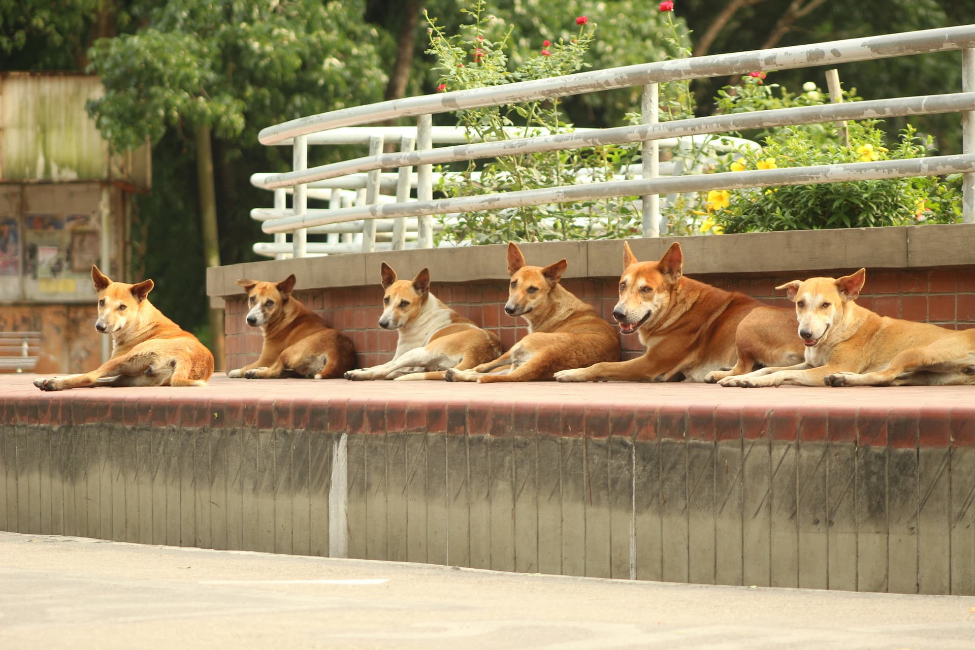 Winter Dog Care: Why Indoor Dog Parks Are Essential During Cold Months