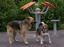 Beat the Heat: Why Indoor Dog Parks Are Perfect for Summer