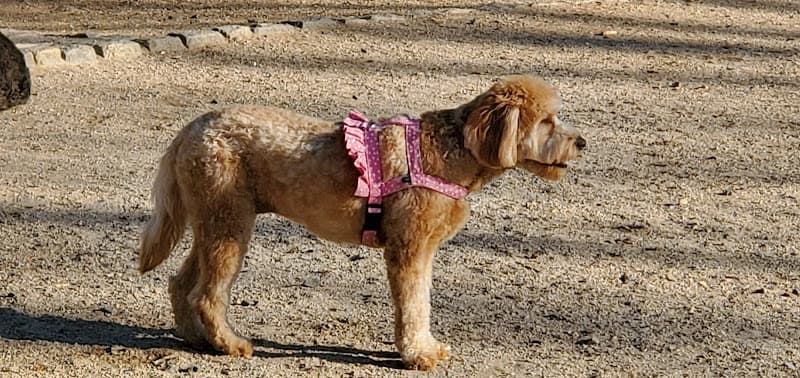 105th Street Dog Run
