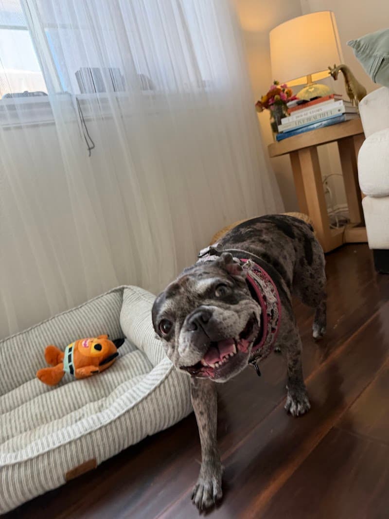 Comfy Home Dog Boarding - Dog Park in Anaheim, CA | Indoor Dog Park