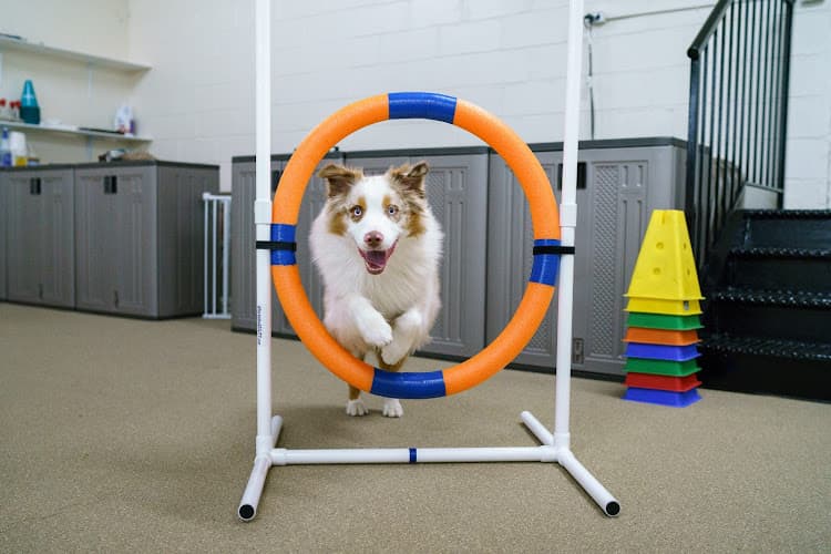 Andrea Arden Dog Training