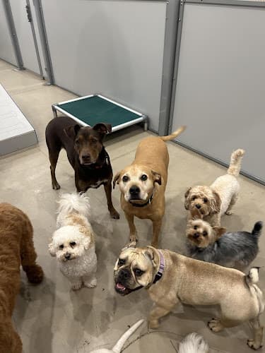 Bark Street - Dog Daycare & Grooming