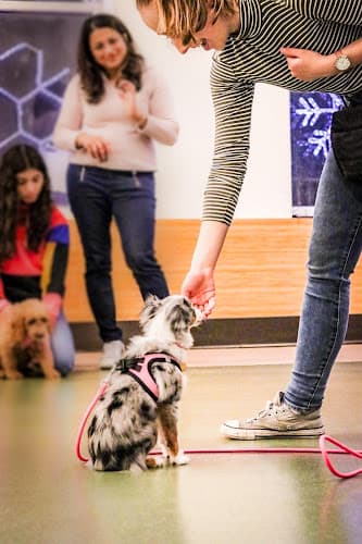 Cassidy Ingram Dog Training LLC