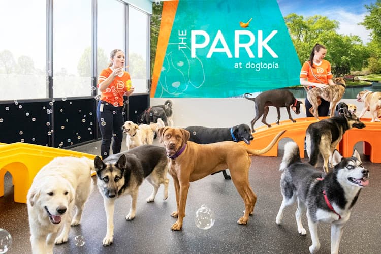 Dogtopia of New Rochelle