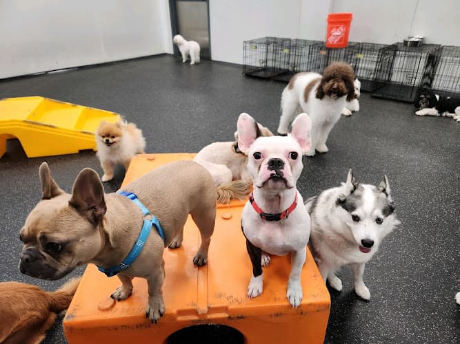 Dogtopia of Sandy Springs
