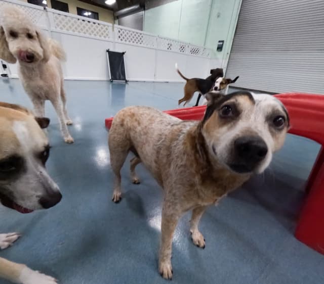 24 Hour Dog Daycare photo 1