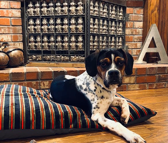 Five Star Dog Resort