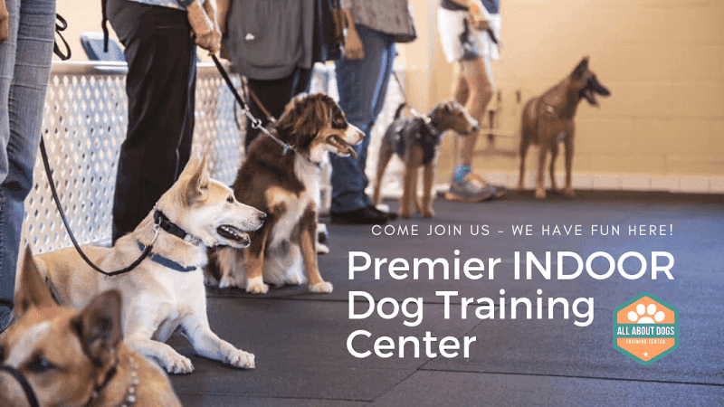 All About Dogs Training Center - Dog Park in Grass Valley, CA | Indoor Dog Park