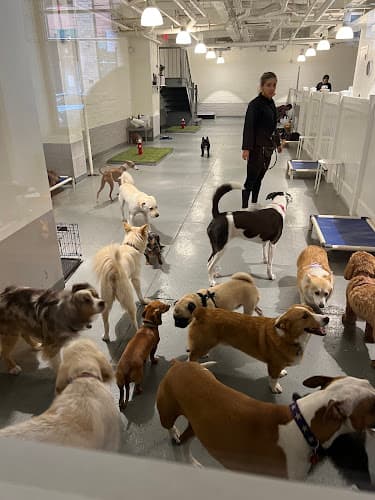 HI-BK Doggy Daycare
