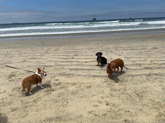 Dog Beach | Huntington Beach photo 1