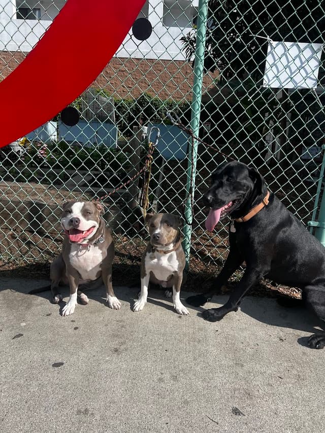 Furball Fitness Long Beach