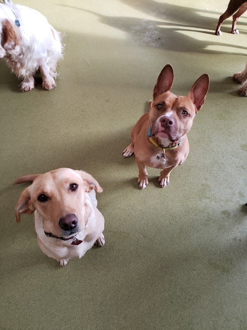 Cagefree K-9 Camp - Dog Park in Los Angeles, CA | Indoor Dog Park