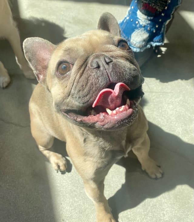 Dogdrop Dog Daycare Arts District DTLA photo 1