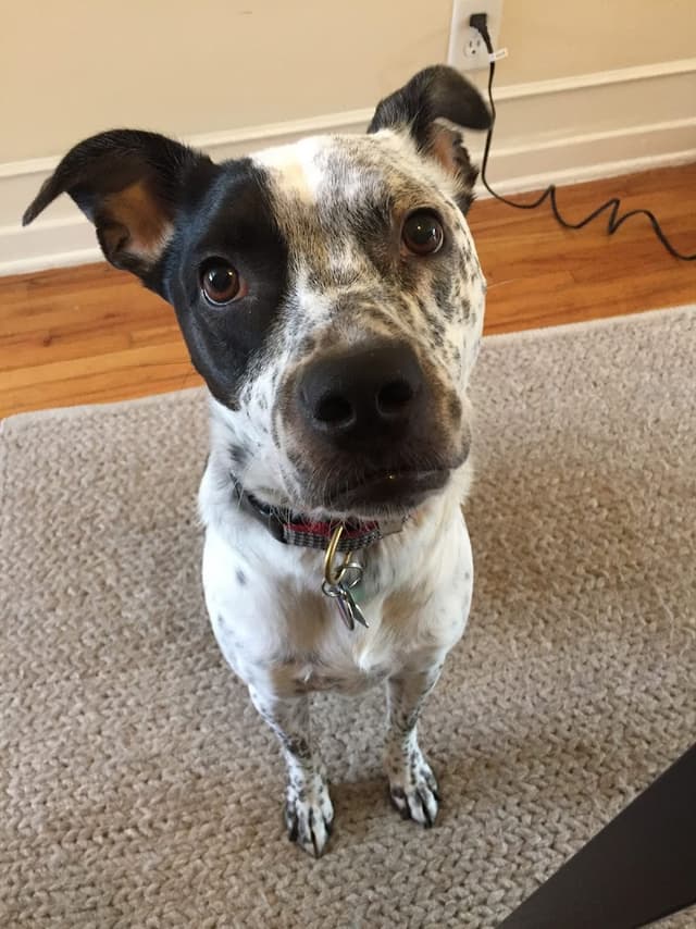 Doggie Goddess Pet Services photo 1