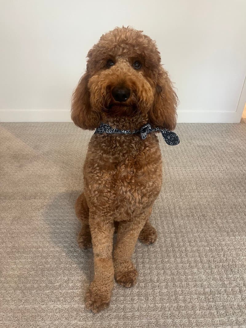 Doggie Land Pet Services - Dog Park in Los Angeles, CA | Indoor Dog Park