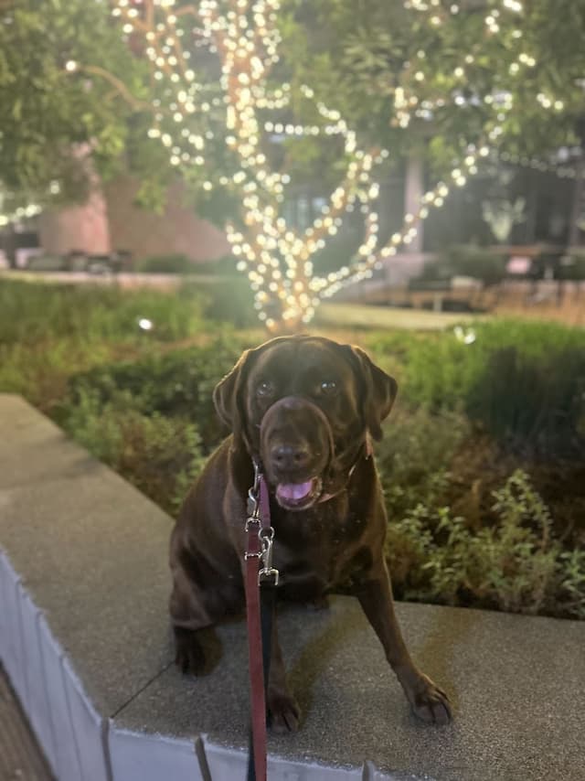 "I Said Sit!" School for Dogs photo 1