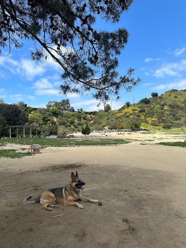 Laurel Canyon Dog Park photo 1