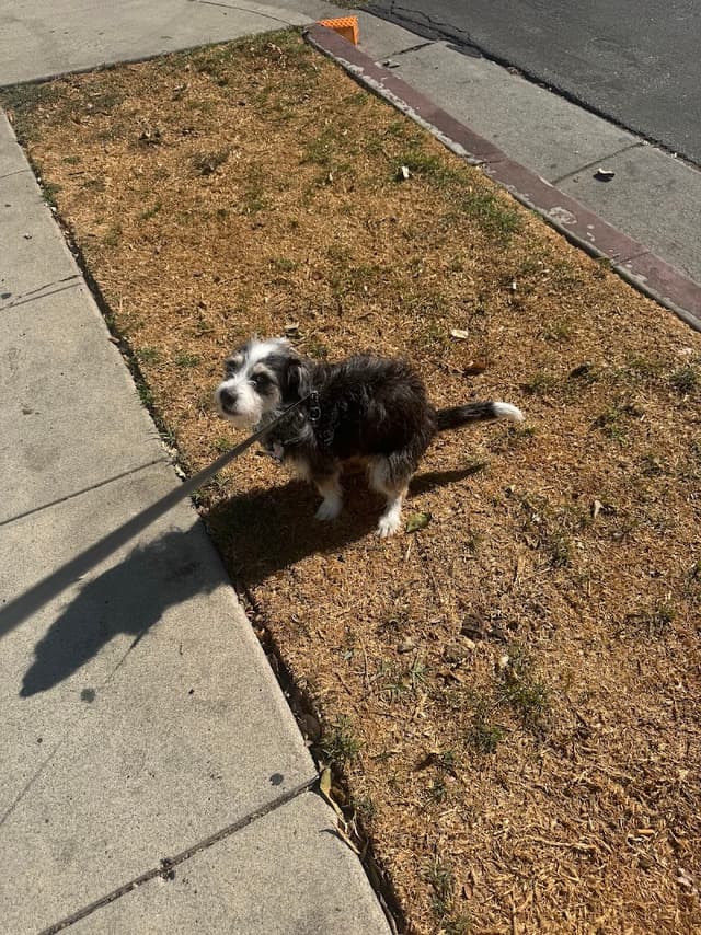 Pour La Pooch photo 1