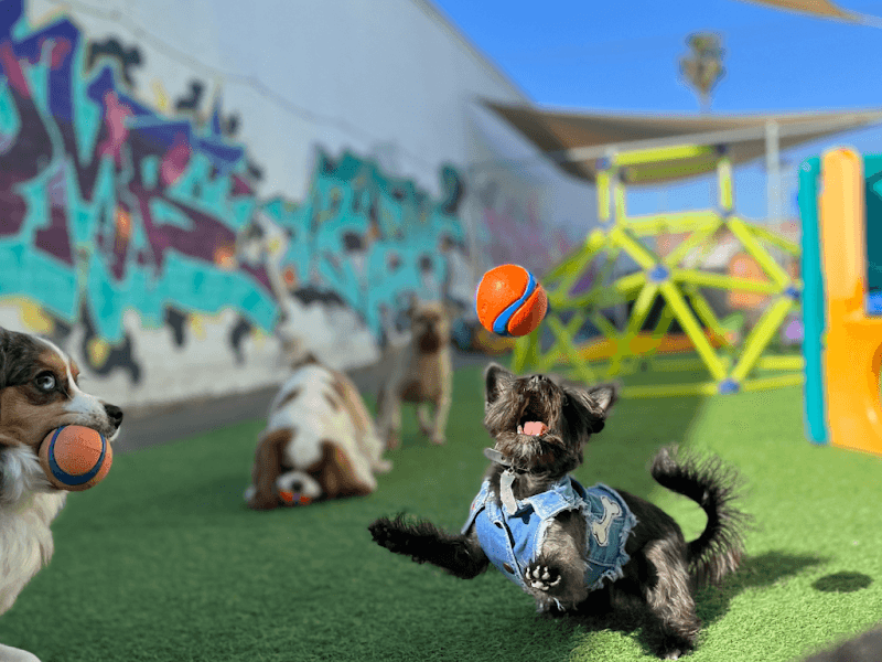 Riley's Doggie Daycare - Dog Park in Los Angeles, CA | Indoor Dog Park