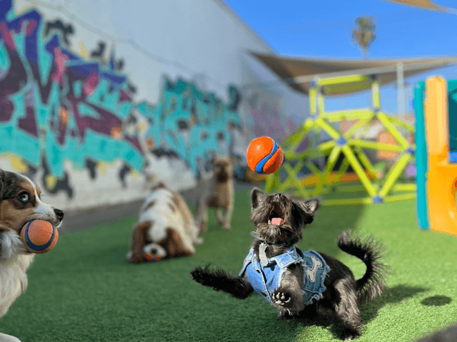 Riley's Doggie Daycare photo 1