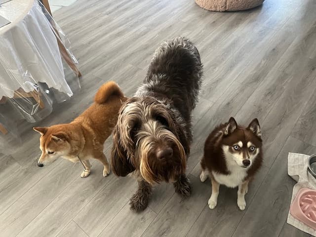 Sit Stay Play photo 1