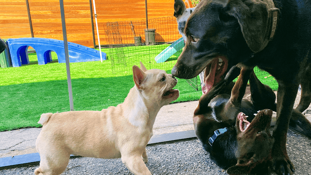 The Ranch Dog Training photo 1