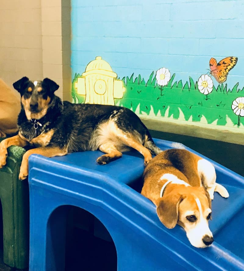 Uptown Pup - Dog Park in Los Angeles, CA | Indoor Dog Park