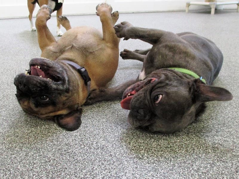 WagVille - Dog Park in Los Angeles, CA | Indoor Dog Park