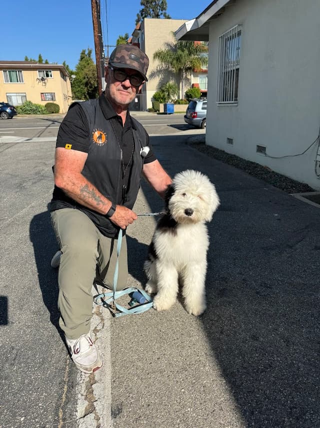 Webster's Dog Training photo 1