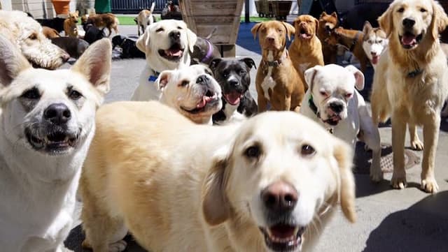 West LA Dogs- Big Dog Building photo 1