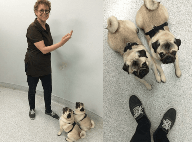 What A Good Dog! LA photo 1