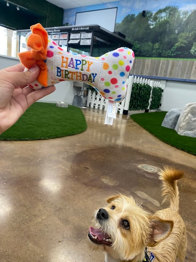 Bark Dog Park & Tap Room photo 1