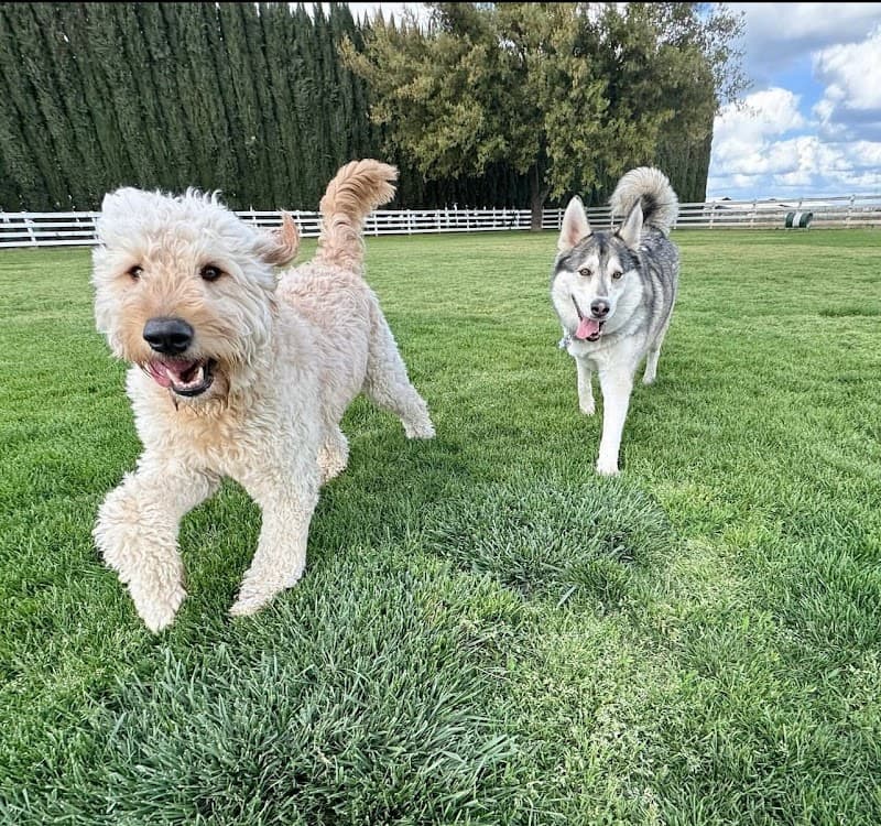C R Ranch - Dog Park in Modesto, CA | Indoor Dog Park
