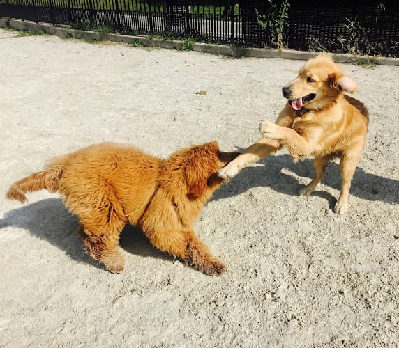 Owl's Head Park Dog Run