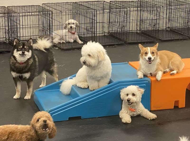 Dogtopia of East Pasadena - Dog Park in Pasadena, CA | Indoor Dog Park