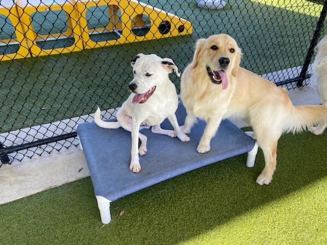 PetSuites Johns Creek