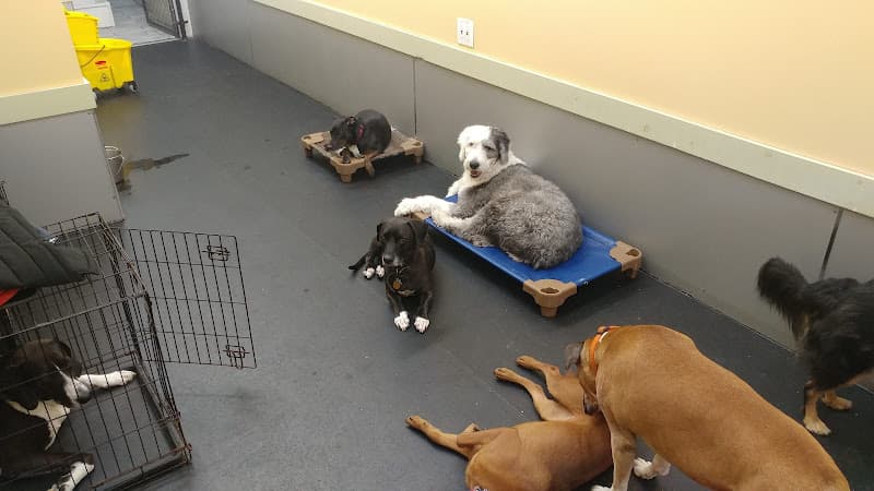 Playground Pups