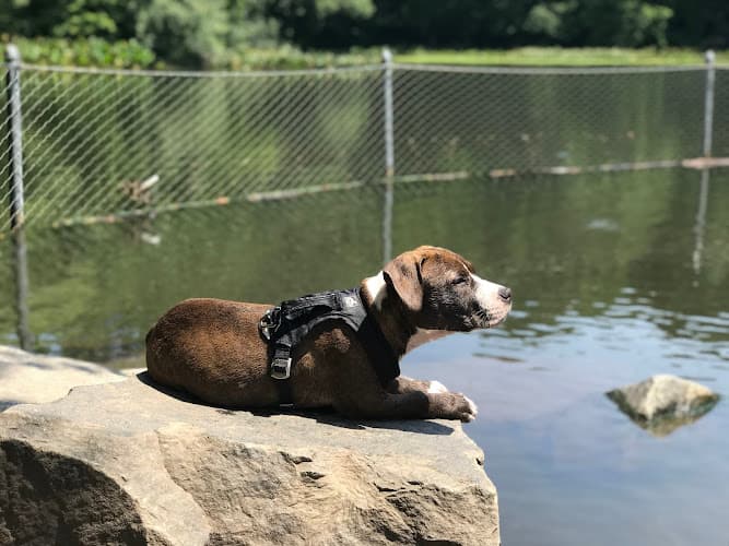 Prospect Park Dog Beach
