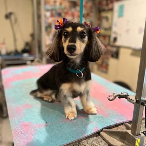 Puppy Haven - Chastain