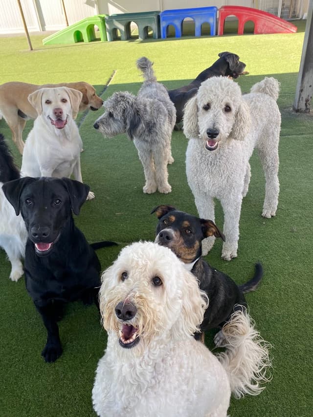 Ruff House Pet Resort photo 1