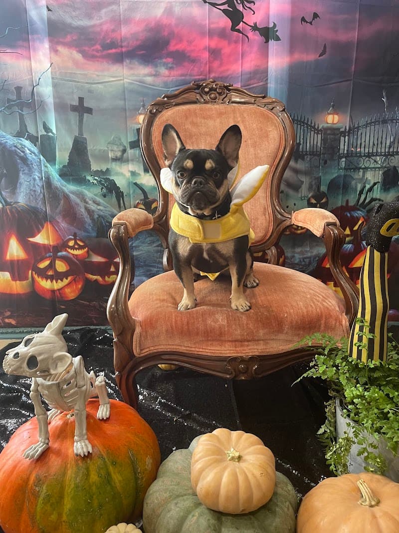 Adventure Awaits Dog Daycare - Dog Park in Sacramento, CA | Indoor Dog Park