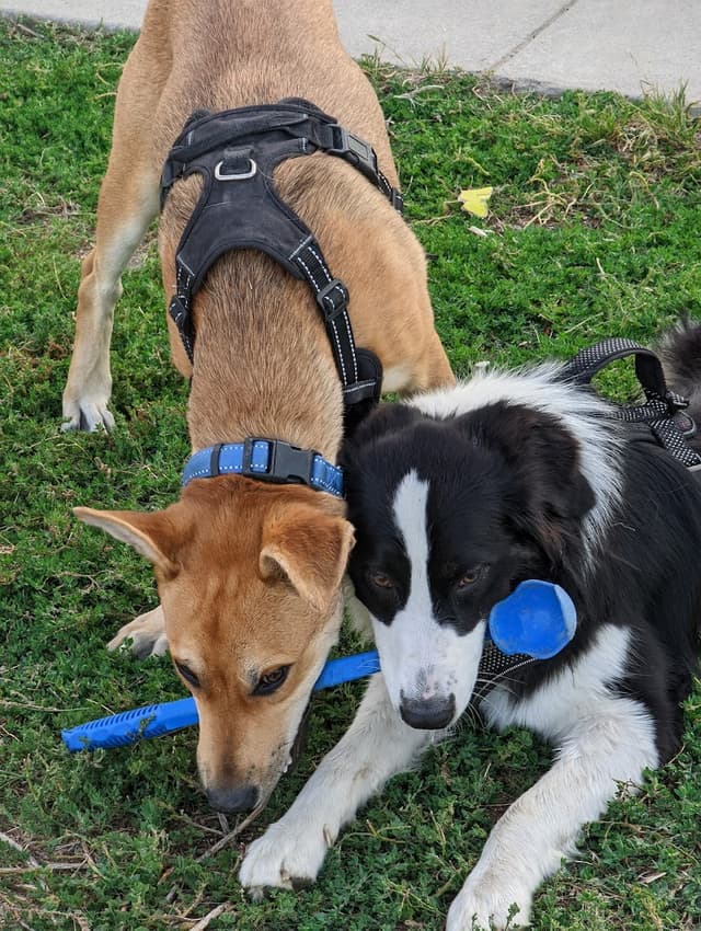 Dog Park - Regency Community Park photo 1