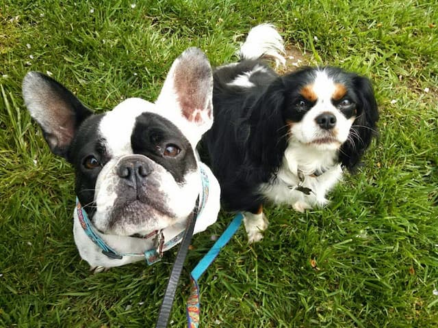 Doggie Bed & Breakfast photo 1