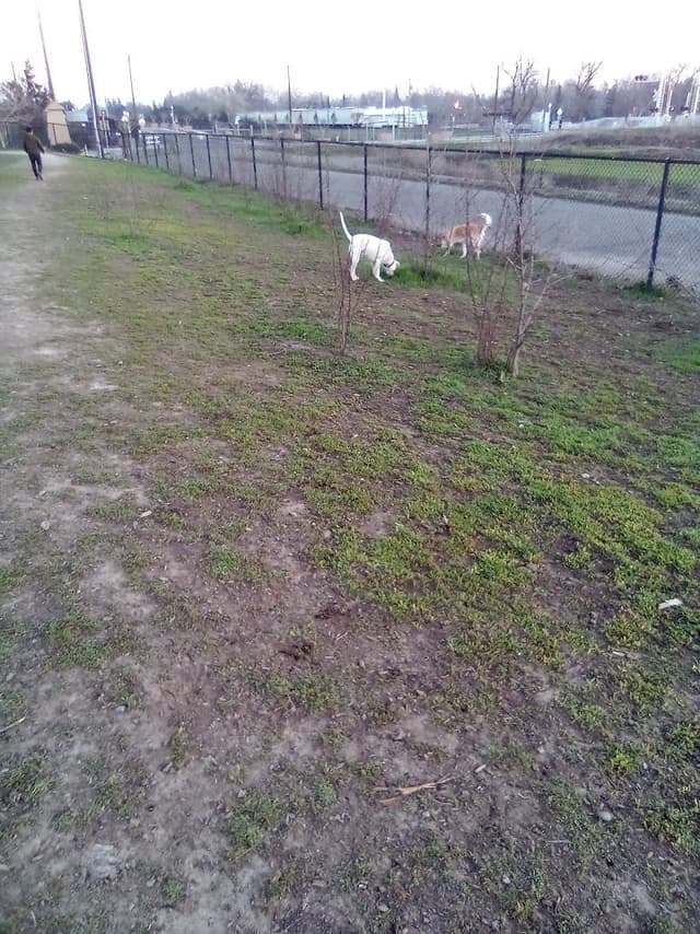 Sutter’s Landing Dog Park photo 1