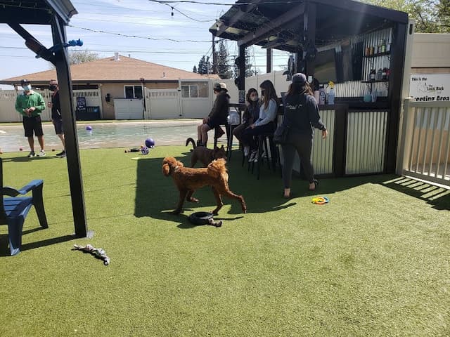 The Local Bark Park photo 1