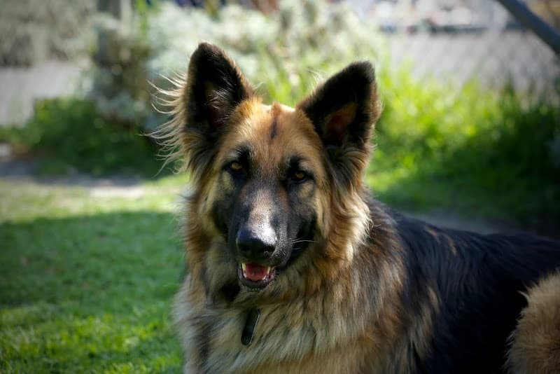 Salinas dog park landscape
