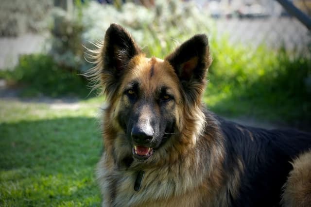 Dogwood Ranch Pet Resort photo 1