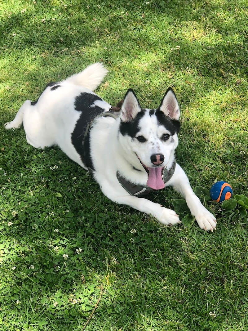 Bark Boulevard - Dog Park in San Diego, CA | Indoor Dog Park