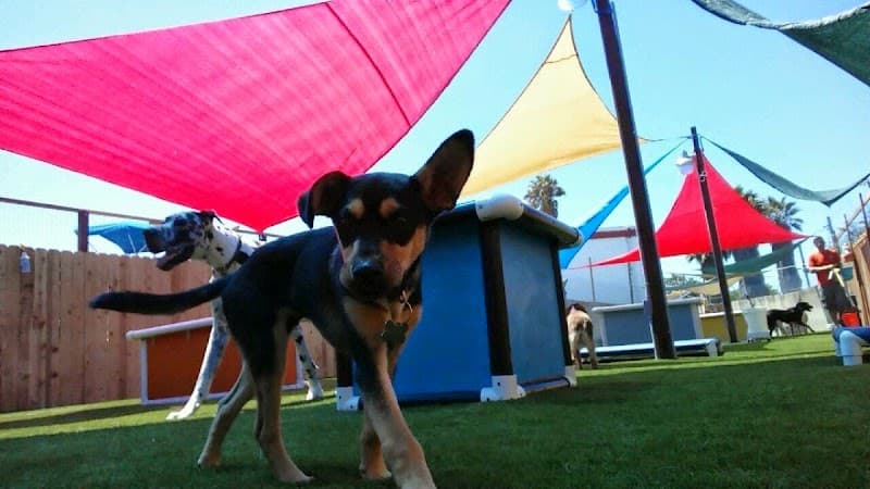 Camp Run-A-Mutt Point Loma - Dog Park in San Diego, CA | Indoor Dog Park